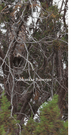 Subhankar Banerjee: Photographs
